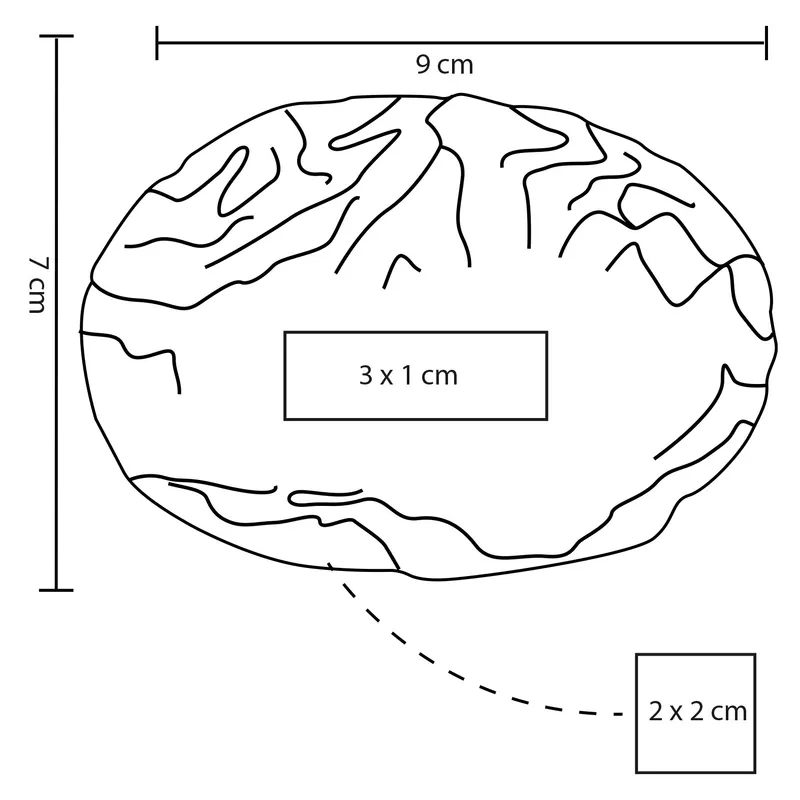 CEREBRO 3